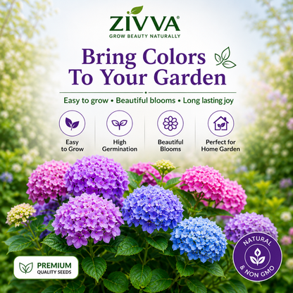 ZIVVA - Grow Stunning Hydrangeas Right at Home | 100+ seeds