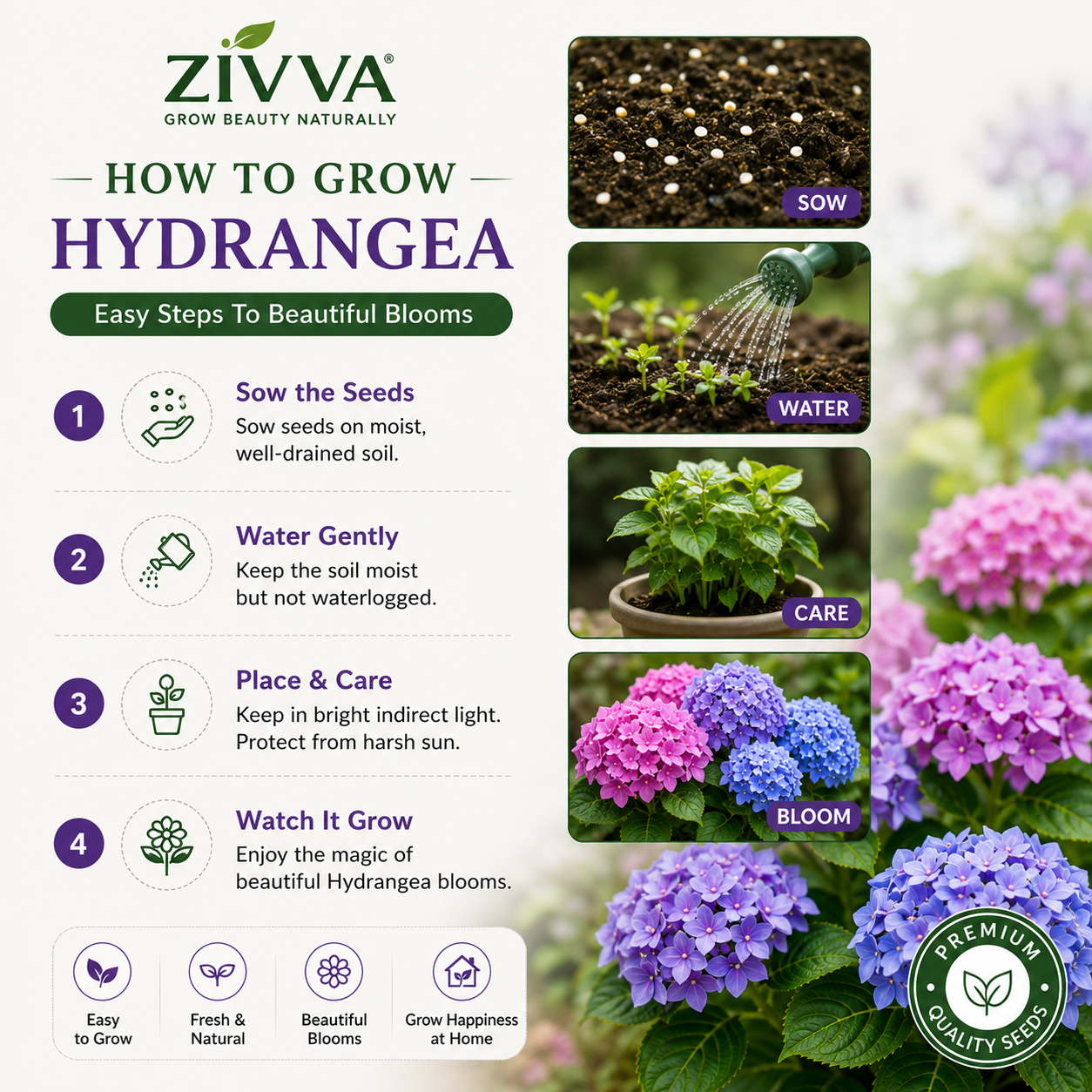 ZIVVA - Grow Stunning Hydrangeas Right at Home | 100+ seeds