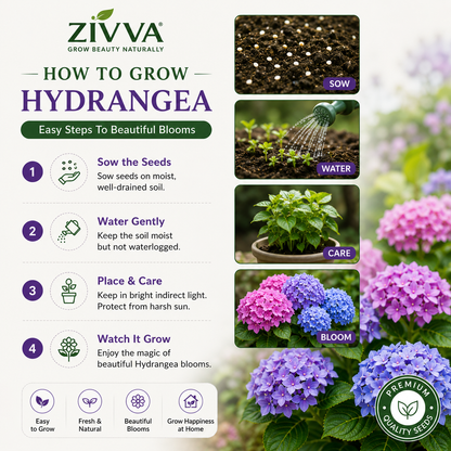 ZIVVA - Grow Stunning Hydrangeas Right at Home | 100+ seeds